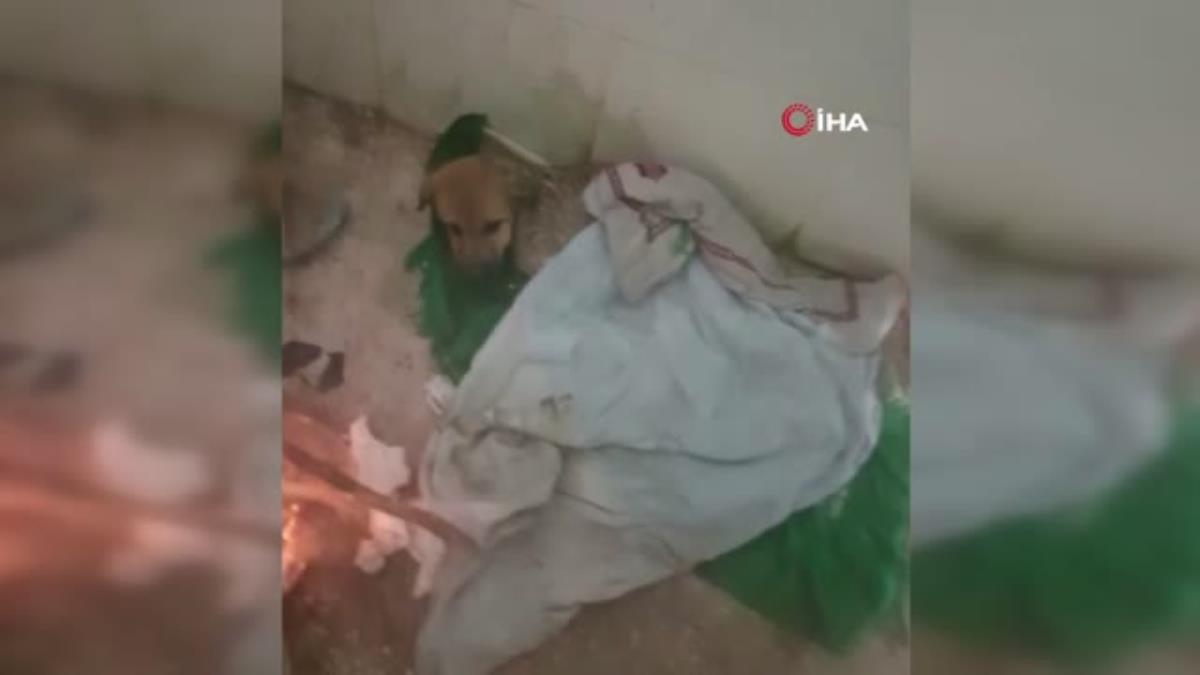 İnsanlık ölmemiş dedirten davranış... Donmak üzereyken buldukları yavru köpeği ateş yakarak hayatta tutmaya çalıştılar